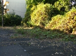 hashimoto apartments creepers car park